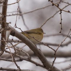 Phylloscopus collybita