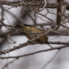 Phylloscopus collybita