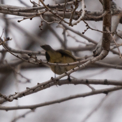 Phylloscopus collybita
