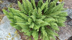 Polystichum cystostegium