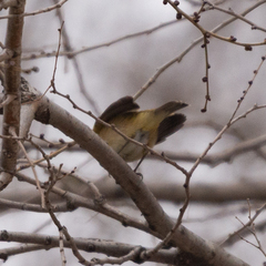 Phylloscopus collybita