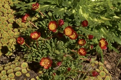 Calandrinia caespitosa