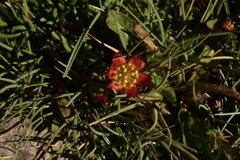 Calandrinia caespitosa