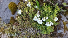 Euphrasia cuneata