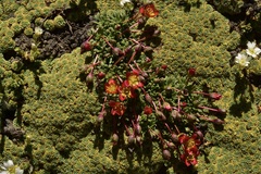 Calandrinia caespitosa