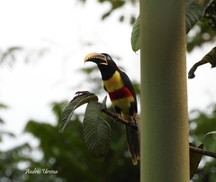 Pteroglossus castanotis