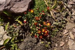 Calandrinia caespitosa