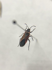 Neacoryphus bicrucis