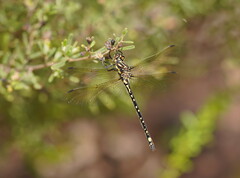Eusynthemis virgula