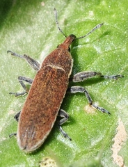 Lixus scolopax