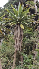 Cordyline indivisa