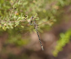 Eusynthemis virgula