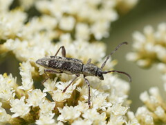 Pempsamacra dispersa