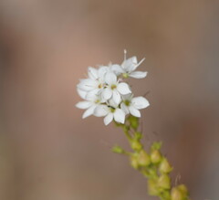 Veronica derwentiana