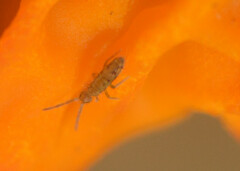 Orchesella villosa