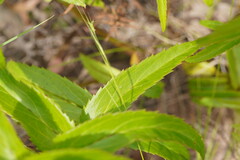 Veronica derwentiana