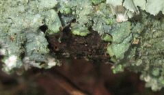 Punctelia caseana
