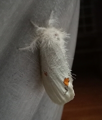 Euproctis haemodetes