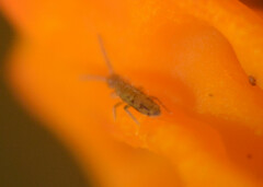Orchesella villosa
