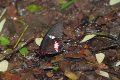 Parides
