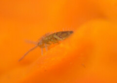 Orchesella villosa
