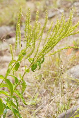 Veronica derwentiana