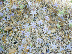 Eriastrum eremicum eremicum
