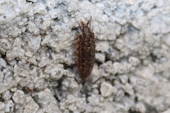 Porcellionides cingendus