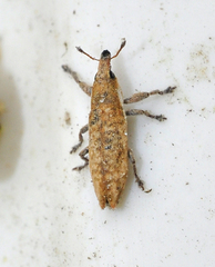 Lixus brevirostris