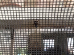 Herpyllus ecclesiasticus