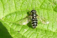 Paragus