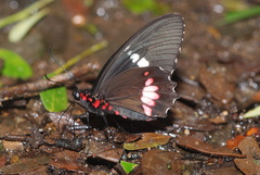 Parides