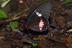 Parides