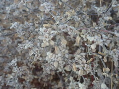 Tidestromia lanuginosa