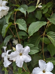 Mandevilla laxa