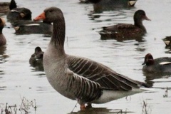 Anser anser anser