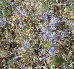 Eriastrum eremicum eremicum