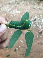 Saturniidae