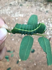 Saturniidae