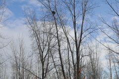 Dolichovespula maculata