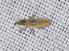 Lixus brevirostris