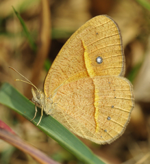 Brakefieldia perspicua
