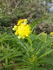 Sonchus congestus