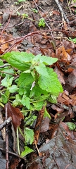 Lamium purpureum