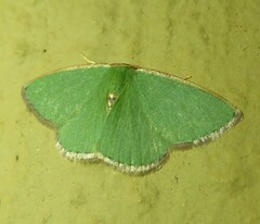 Heterorachis devocata