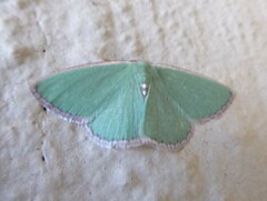 Heterorachis devocata