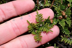 Gleichenia alpina
