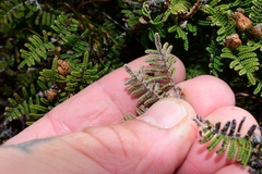 Gleichenia alpina