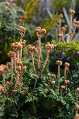 Gleichenia alpina