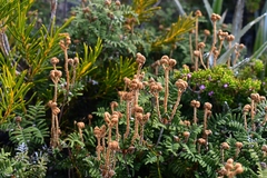 Gleichenia alpina